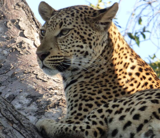Leopardo - Delta del Okavango