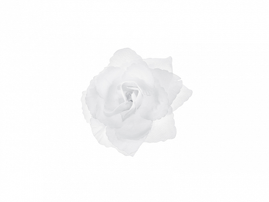 Decoración Coche Boda Rosas de Color Blanco para Decoración de Bodas: 24 Unidades